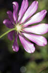 Bartram's rose gentian